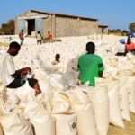 MAIZE-BAGS-FRA-GRAIN