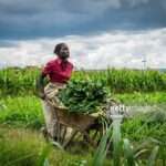 Kenyan vegetable farmer harvesting spinach with her wheelbarrow